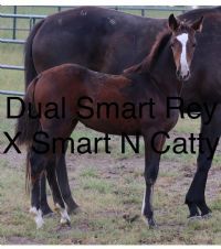 Dual Smart N Catty